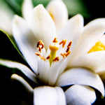 AEOLIS Hydrating Neroli Face & Body Mist