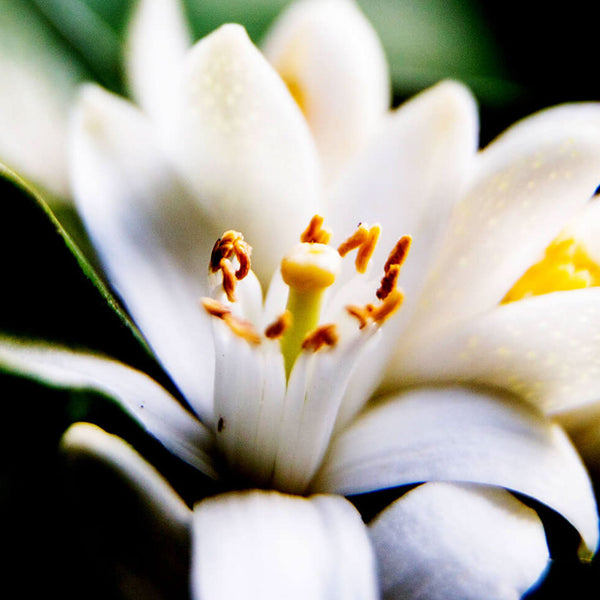AEOLIS Hydrating Neroli Face & Body Mist