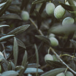 AEOLIS Soothing Olive & Lavender Shower Gel