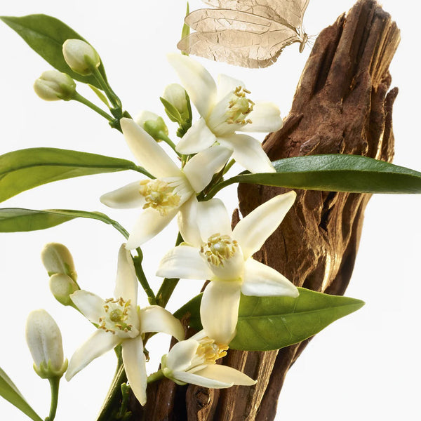 GOUTAL Le Temps Des Reves Fem EdT 100ml