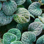 AEOLIS Energising Fig & Lime Shower Gel
