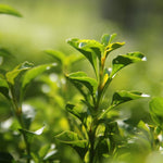 AEOLIS Revitalising Orange & Green Tea Body Lotion